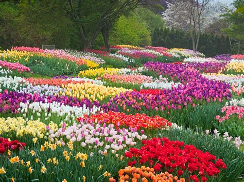 玉合公園裡的花開得比往常更綻放